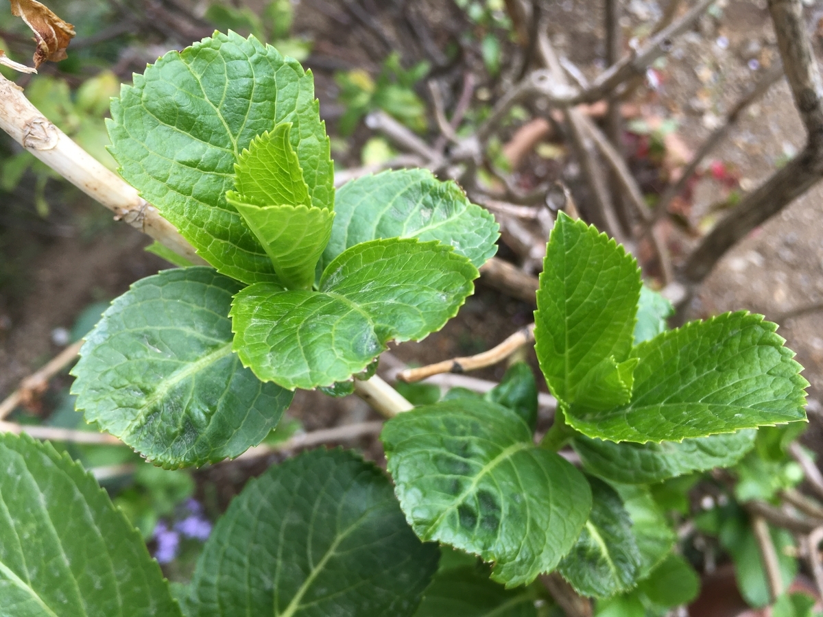 左半分新芽が出ないアジサイ マキの木が切れなかったので
