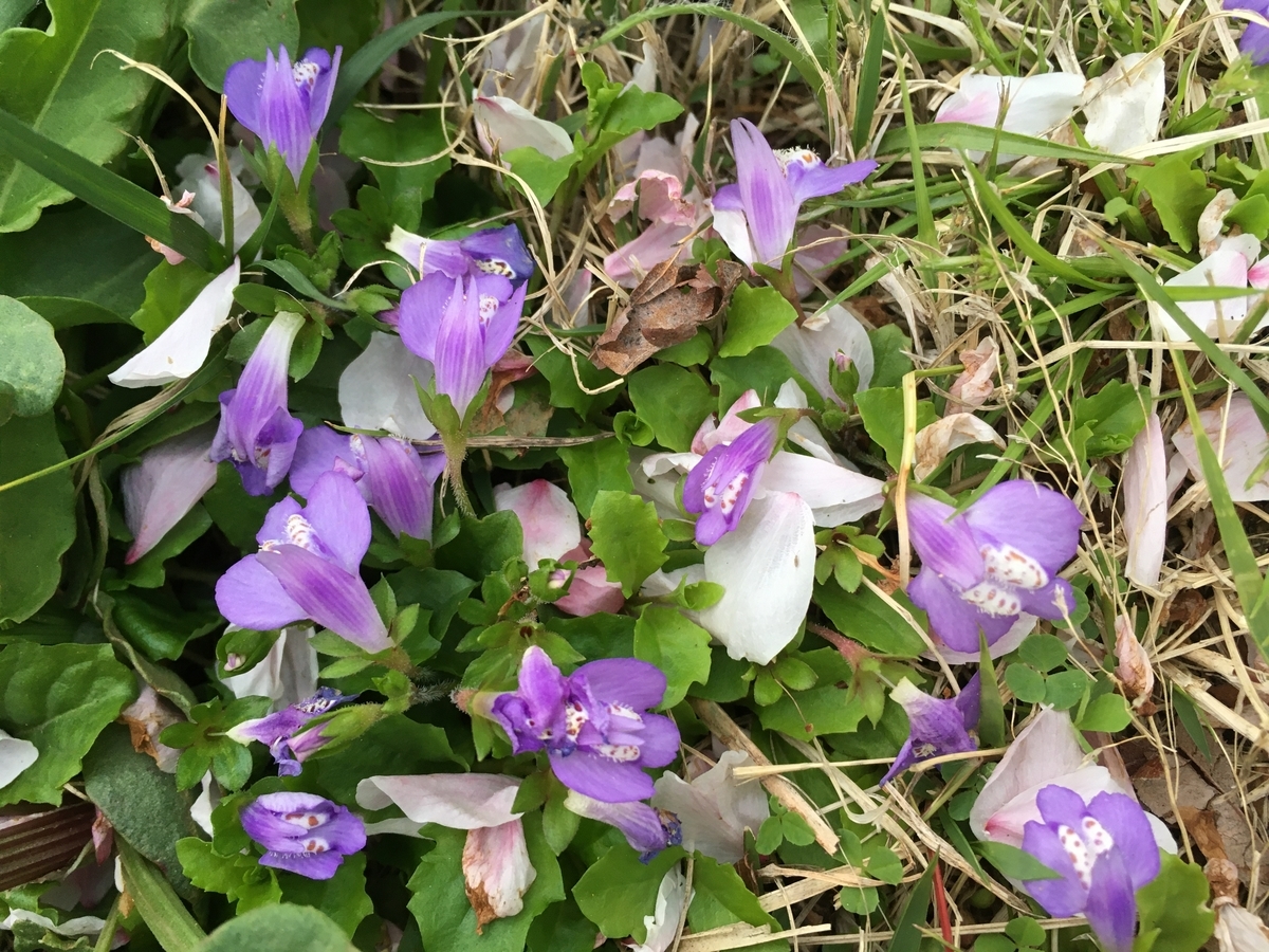 f:id:hatchtomakinoki:20210406182632j:plain