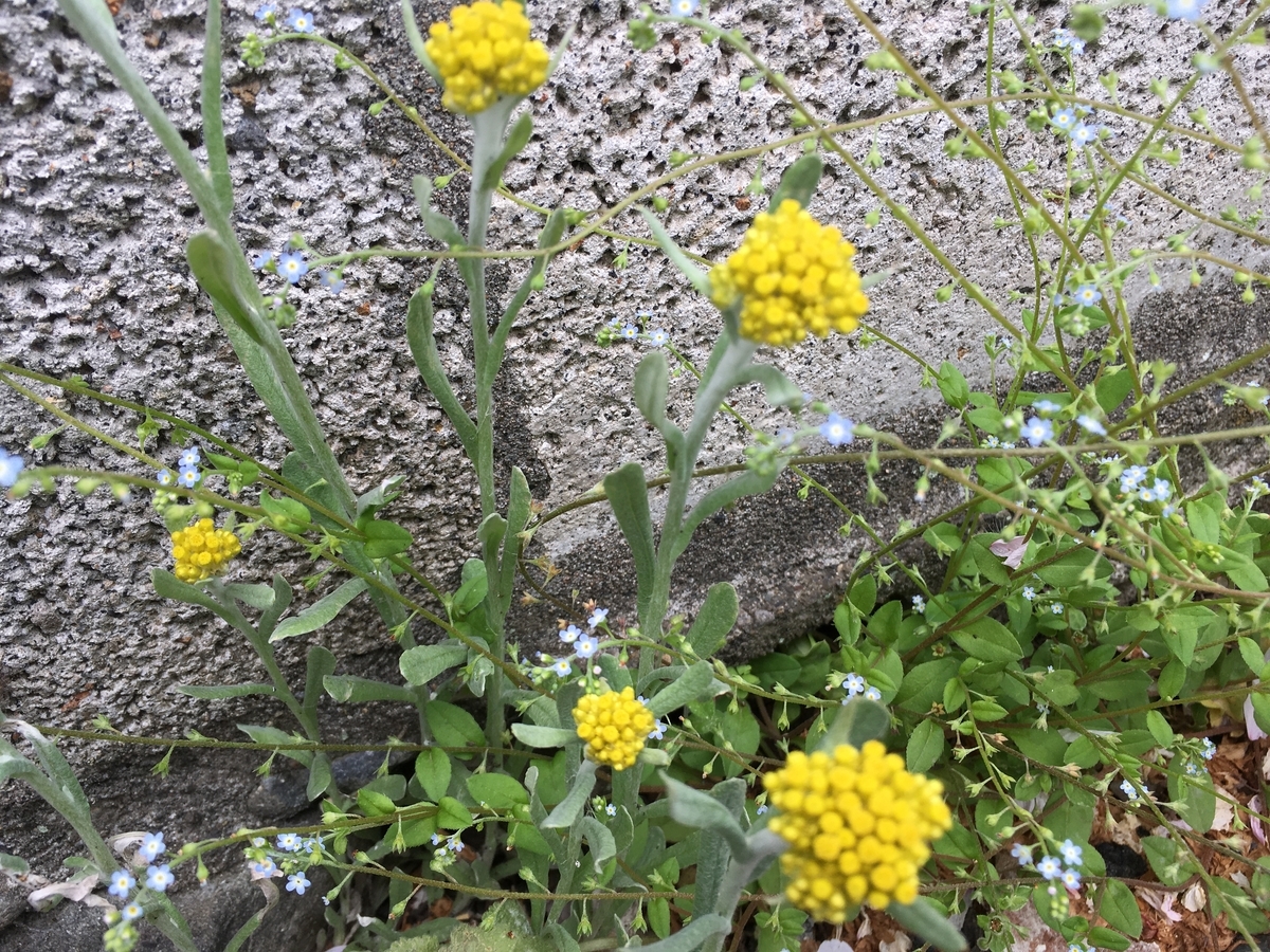 f:id:hatchtomakinoki:20210413183820j:plain