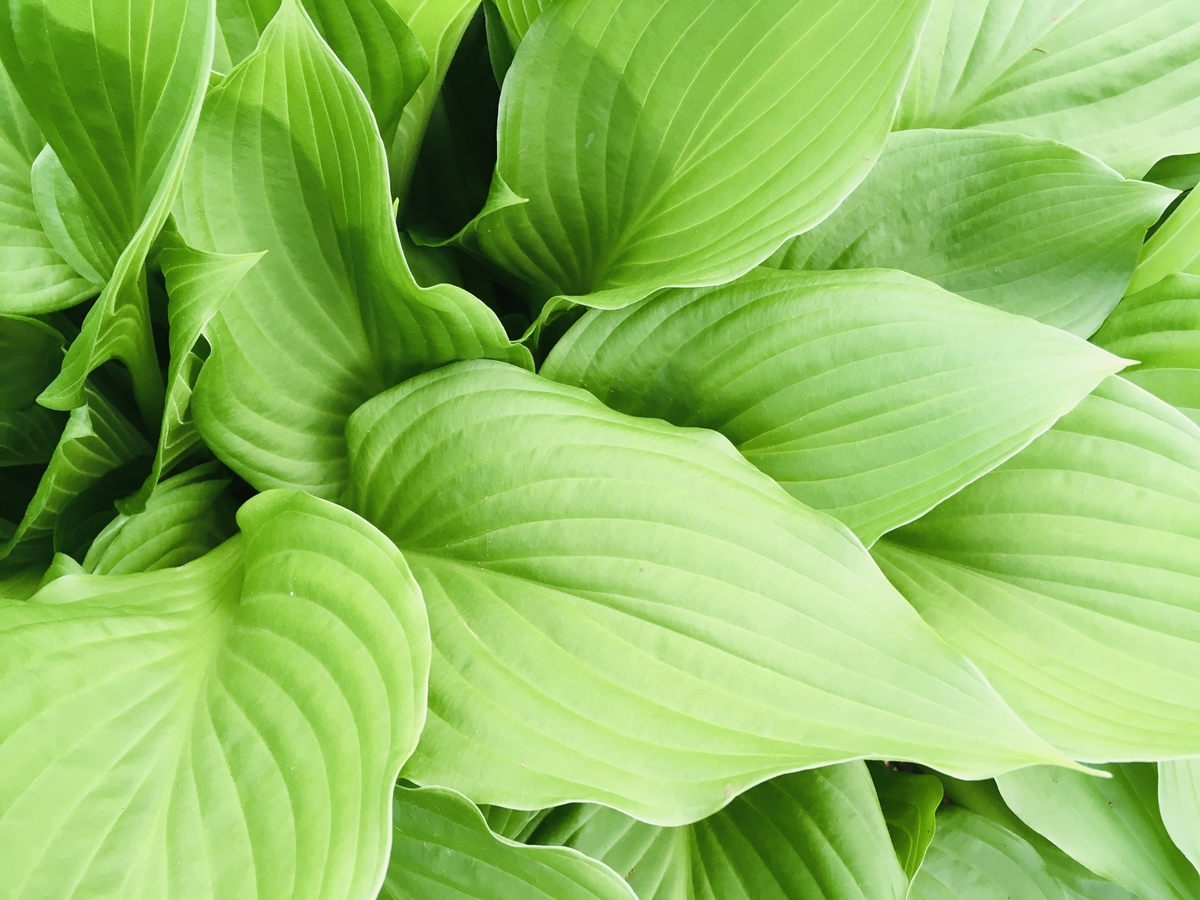 f:id:hatchtomakinoki:20210415182325j:plain