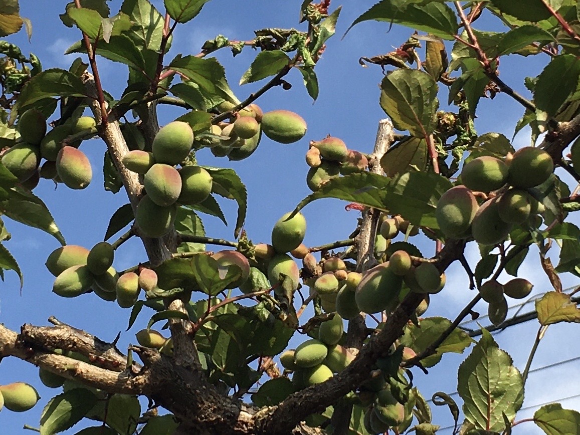 f:id:hatchtomakinoki:20210420185229j:plain