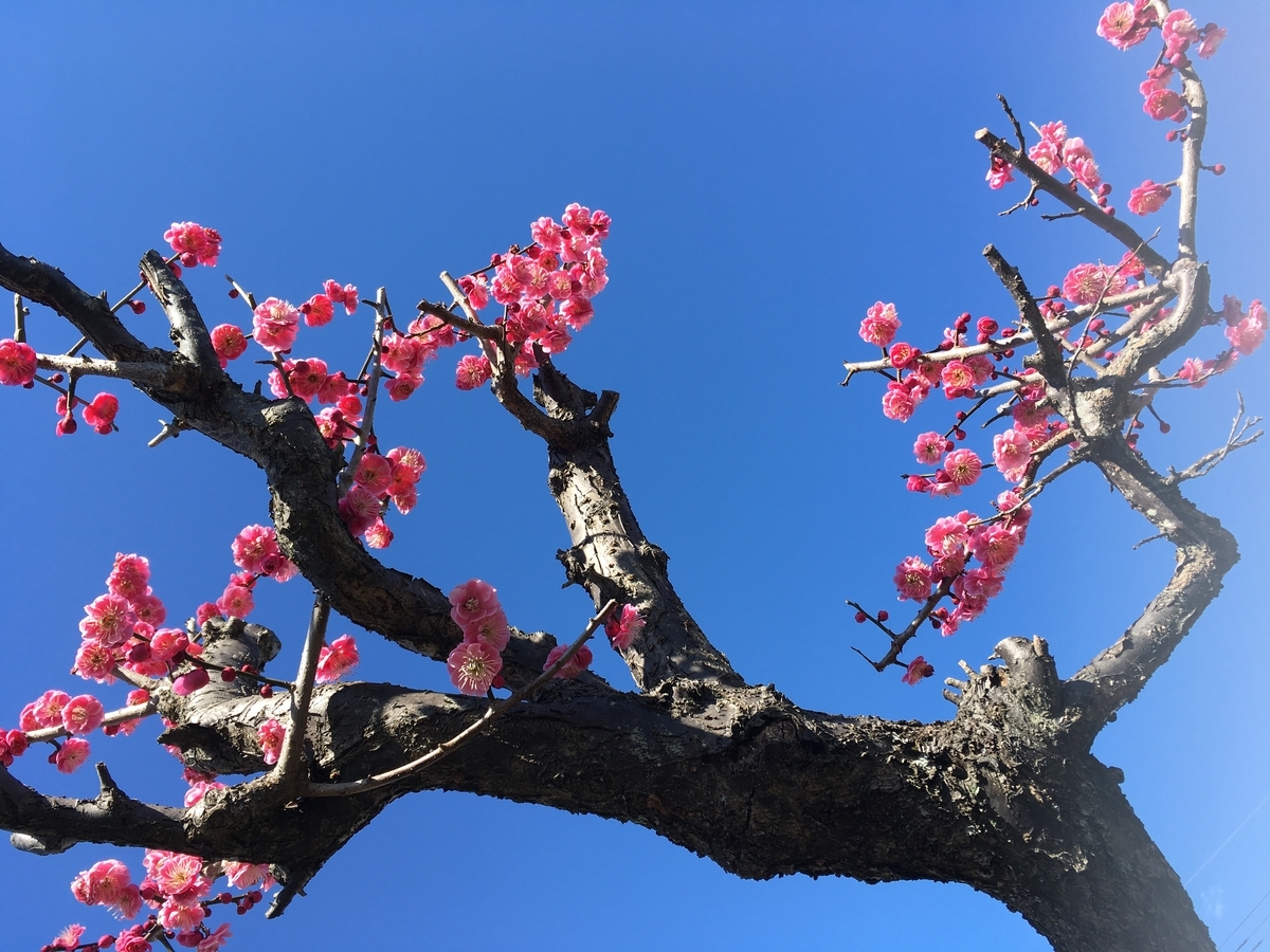 f:id:hatchtomakinoki:20210420185408j:plain