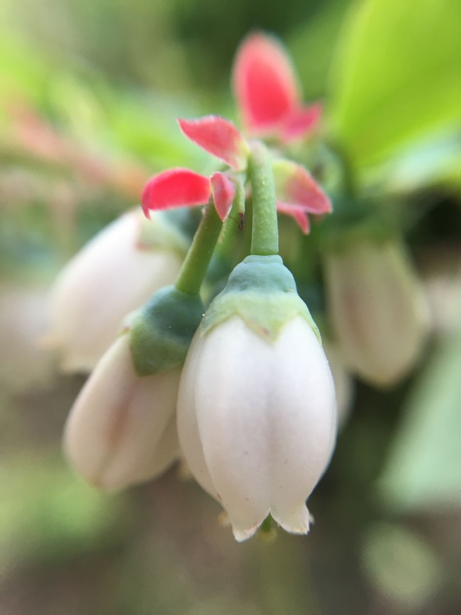 f:id:hatchtomakinoki:20210422183325j:plain