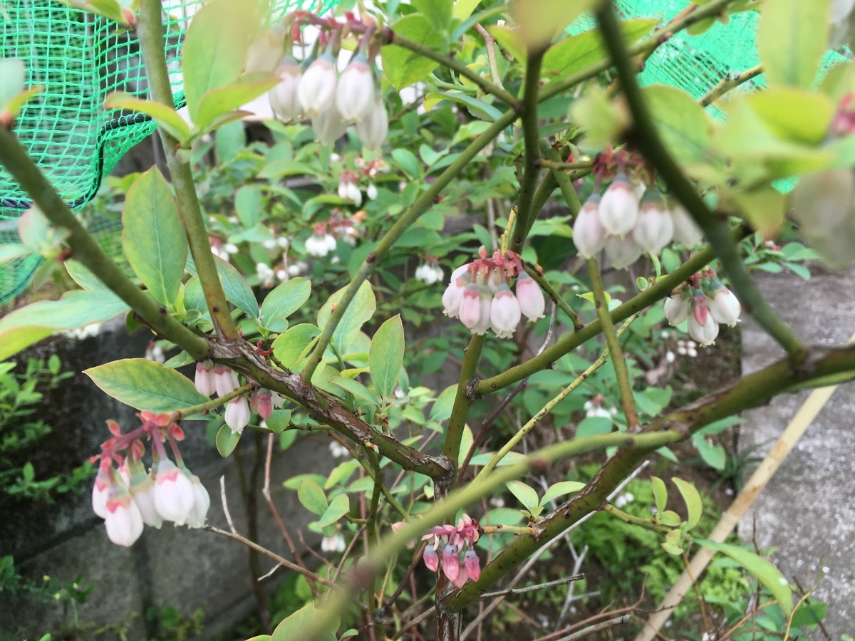 f:id:hatchtomakinoki:20210422184003j:plain