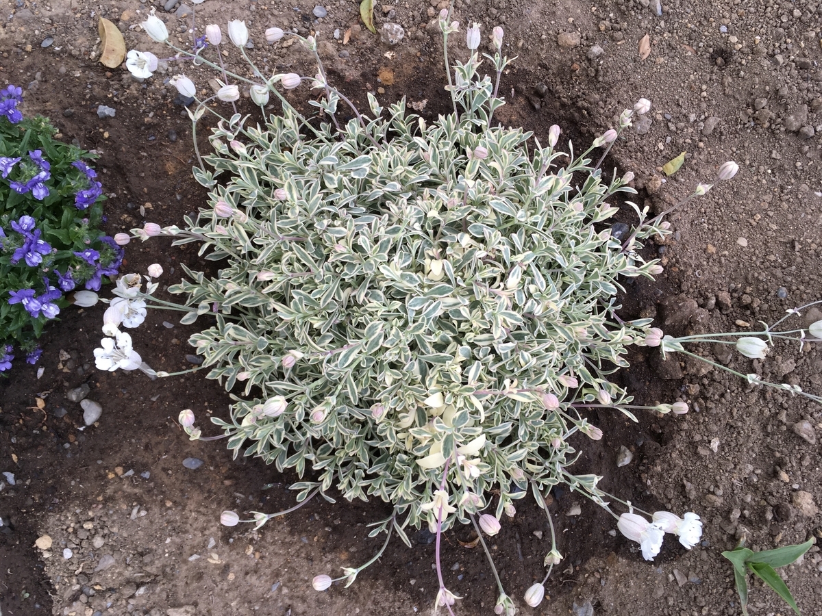 f:id:hatchtomakinoki:20210425185133j:plain