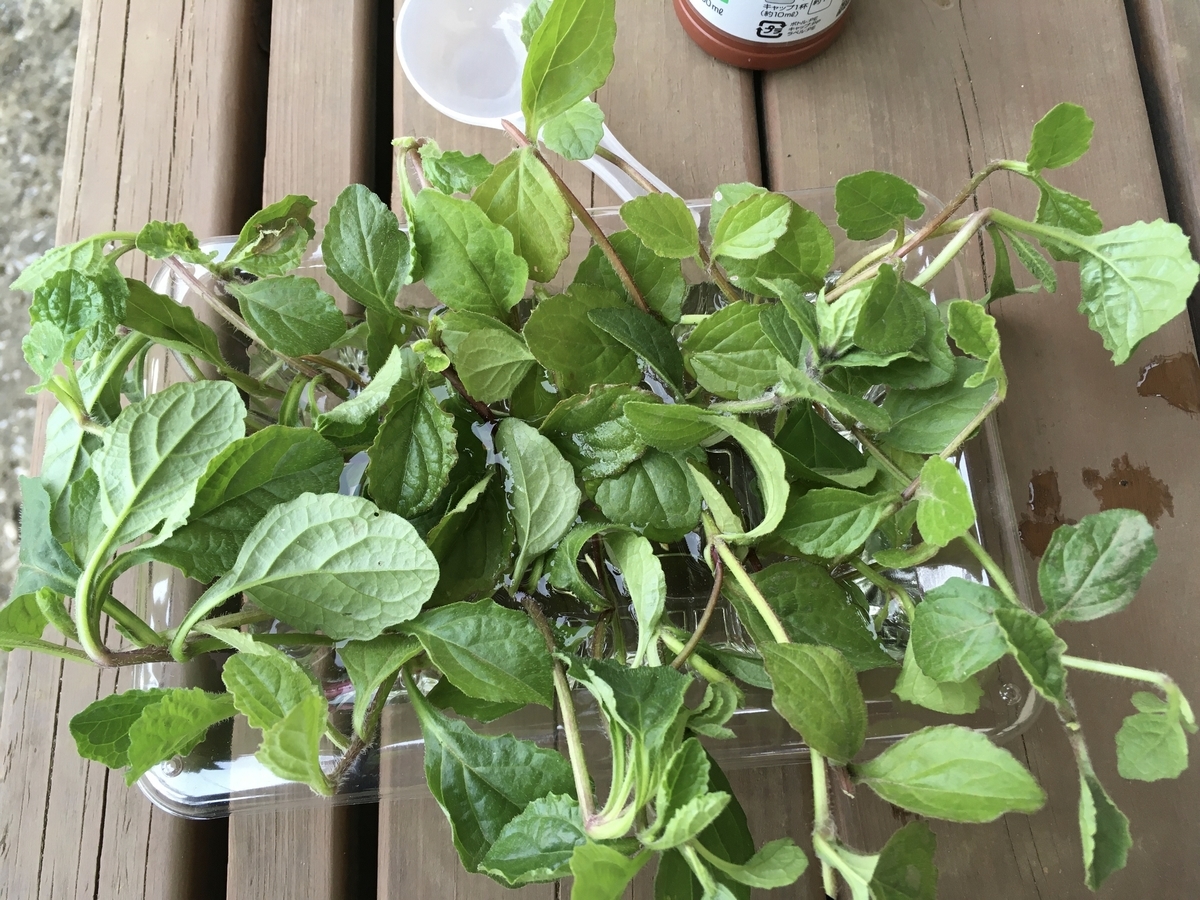 f:id:hatchtomakinoki:20210425185555j:plain