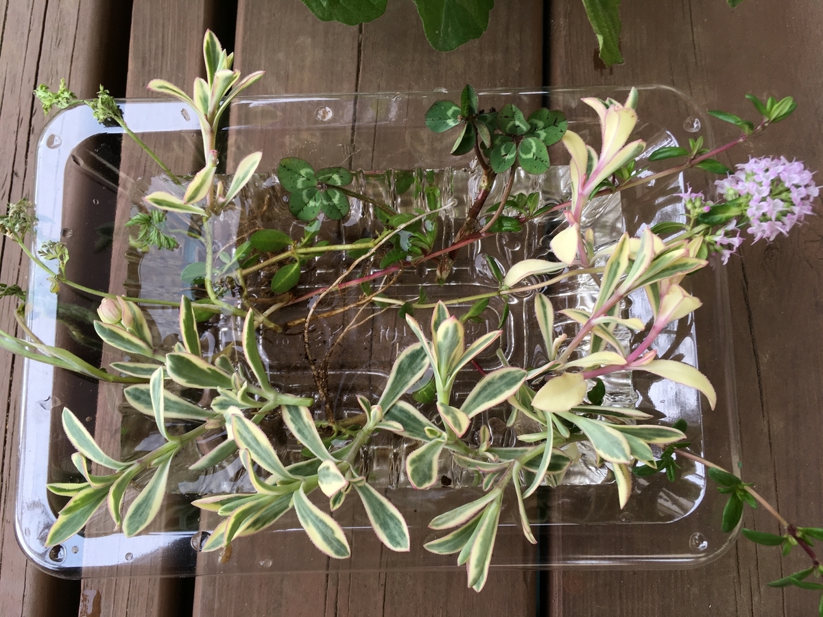 f:id:hatchtomakinoki:20210425185754j:plain