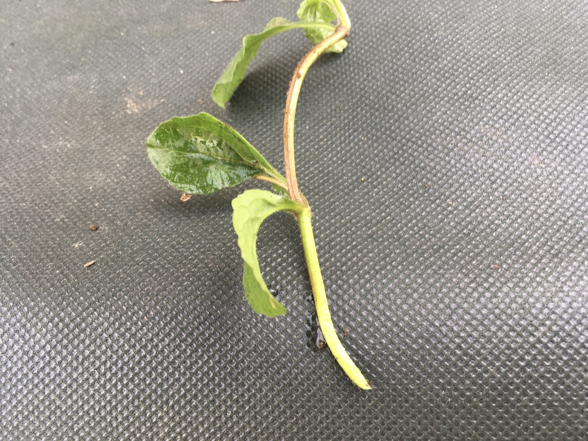 f:id:hatchtomakinoki:20210425190030j:plain