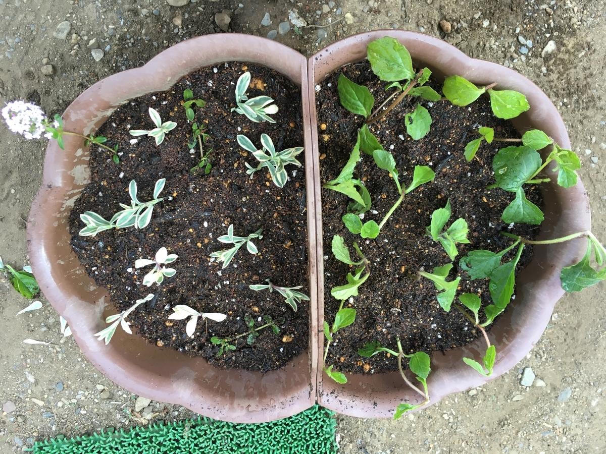 f:id:hatchtomakinoki:20210425190205j:plain