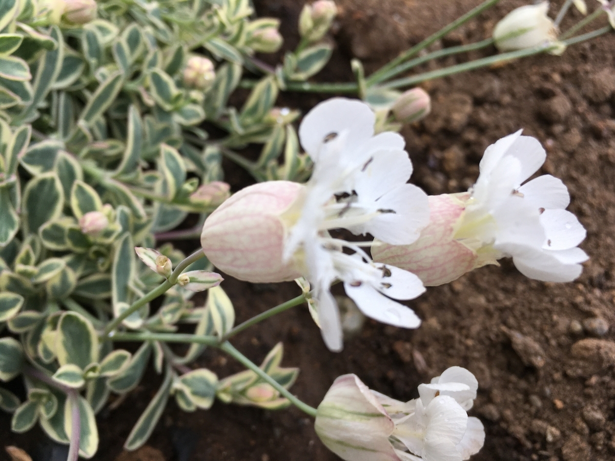 f:id:hatchtomakinoki:20210425190426j:plain