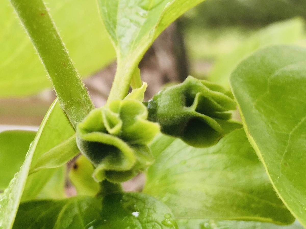 f:id:hatchtomakinoki:20210429160728j:plain