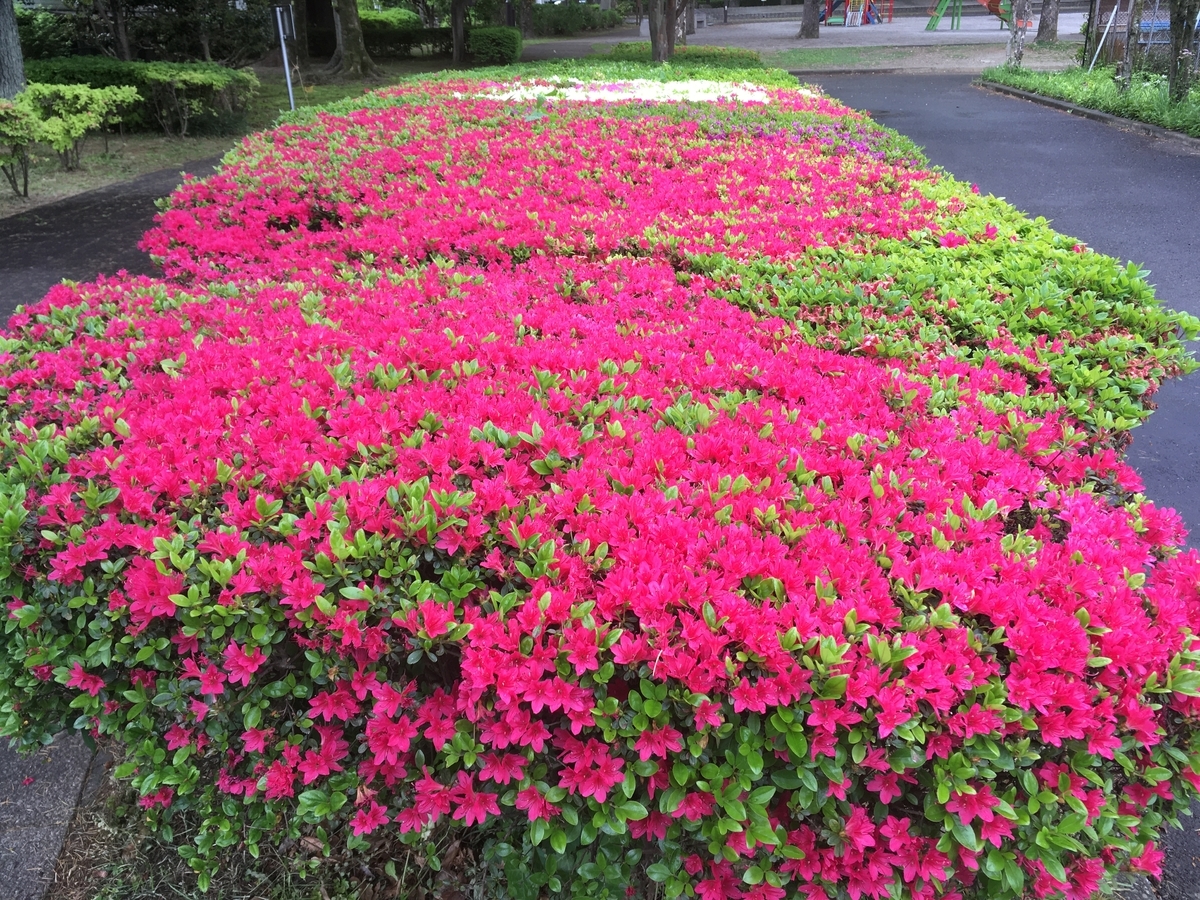 f:id:hatchtomakinoki:20210429162651j:plain