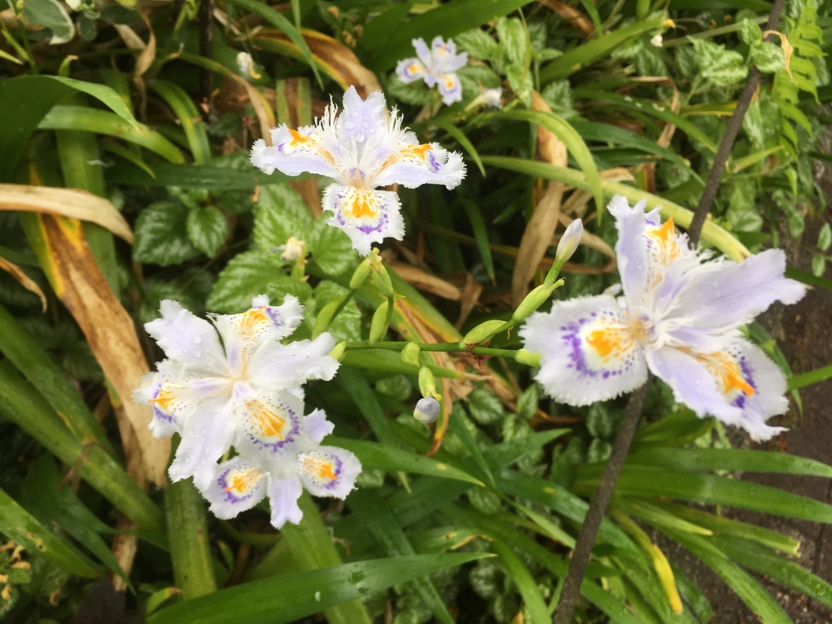 f:id:hatchtomakinoki:20210429163041j:plain