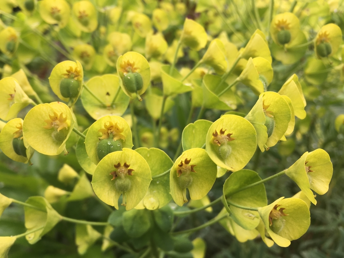 f:id:hatchtomakinoki:20210429163325j:plain