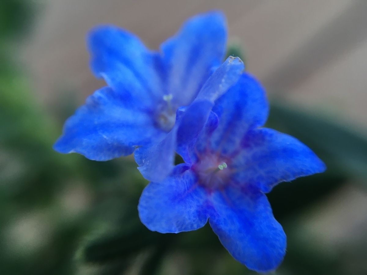 f:id:hatchtomakinoki:20210506202136j:plain