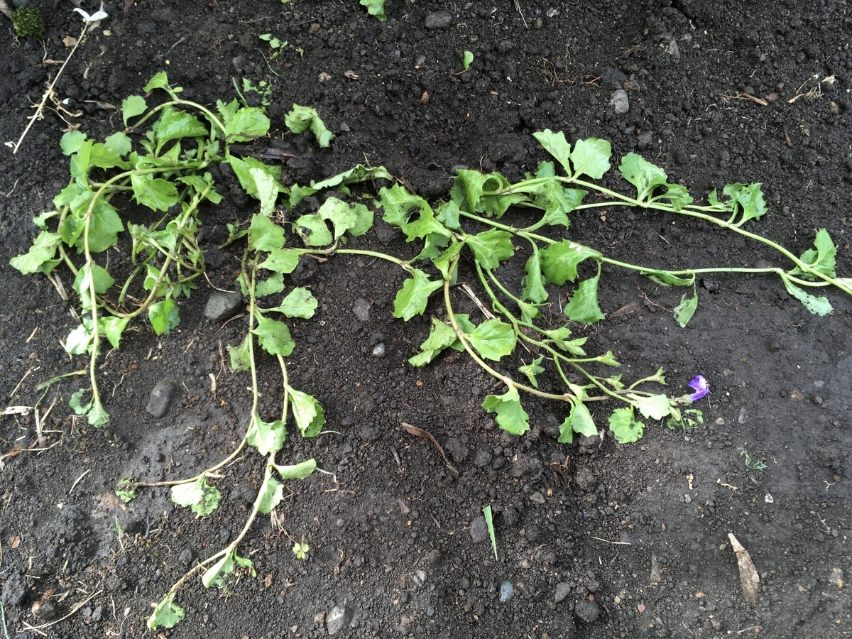 f:id:hatchtomakinoki:20210508185625j:plain