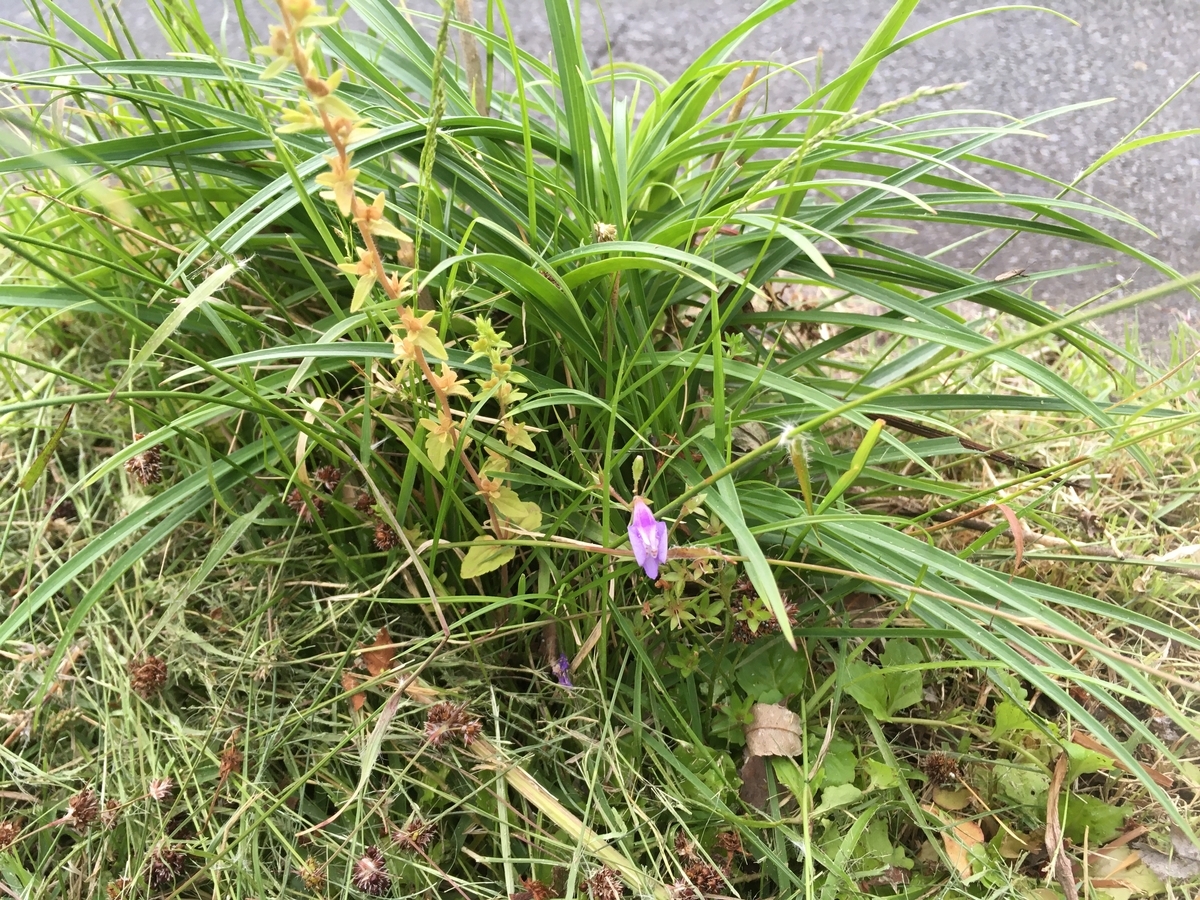 f:id:hatchtomakinoki:20210508185914j:plain