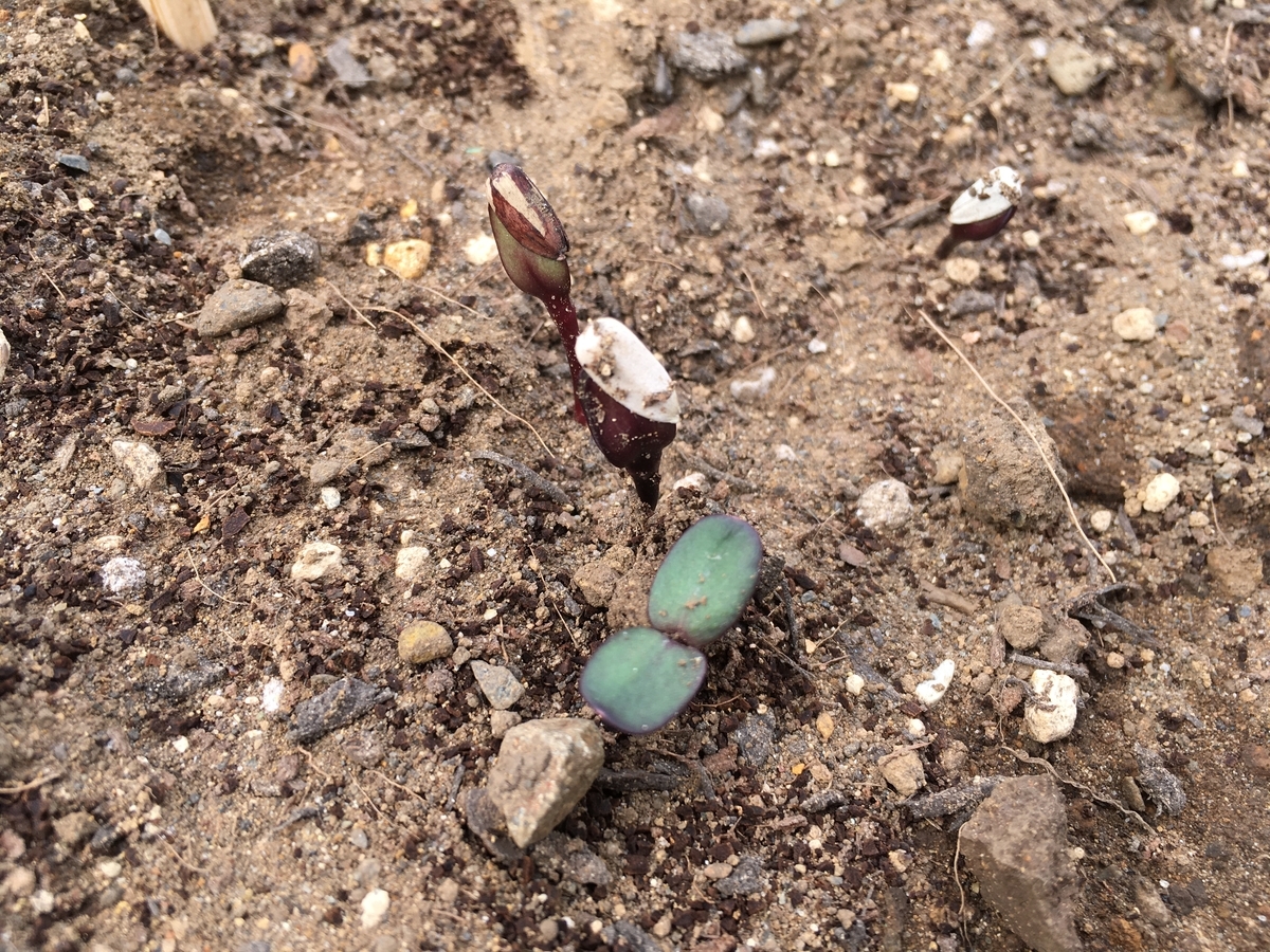 f:id:hatchtomakinoki:20210508190300j:plain