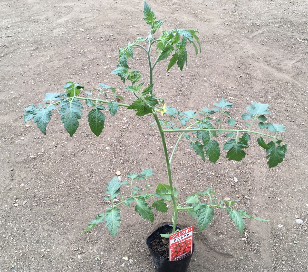 f:id:hatchtomakinoki:20210512194411j:plain