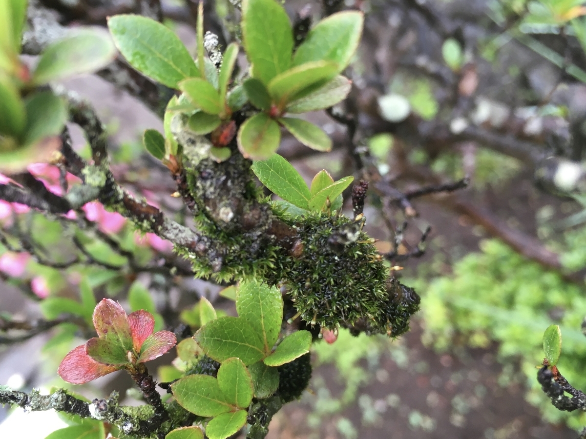 f:id:hatchtomakinoki:20210527185517j:plain