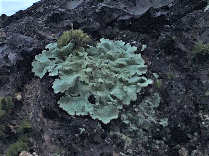 f:id:hatchtomakinoki:20210527185817j:plain