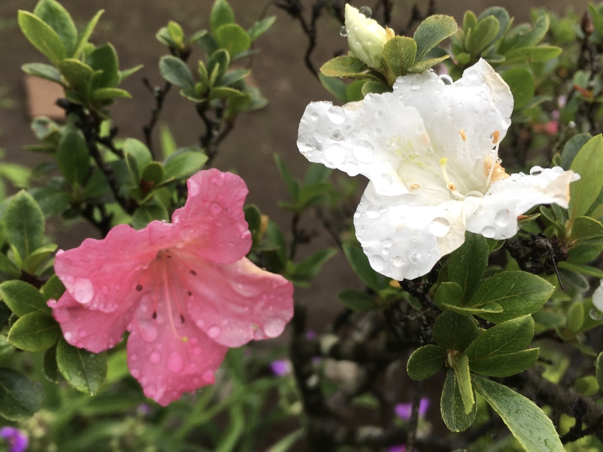 f:id:hatchtomakinoki:20210527190152j:plain