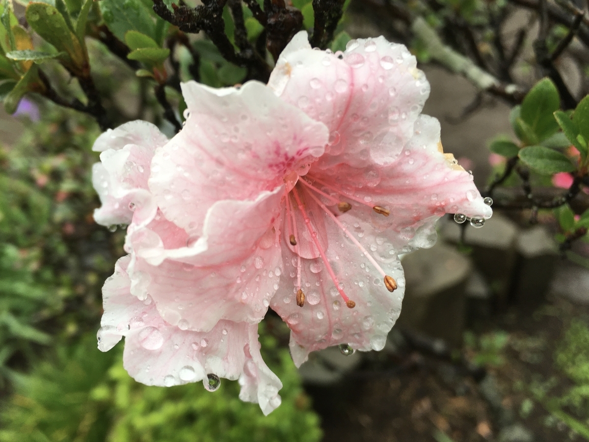 f:id:hatchtomakinoki:20210527190222j:plain