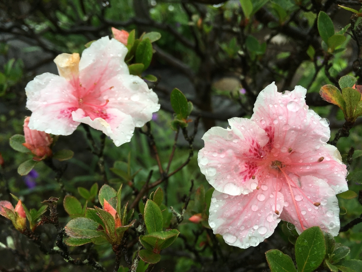 f:id:hatchtomakinoki:20210527191128j:plain