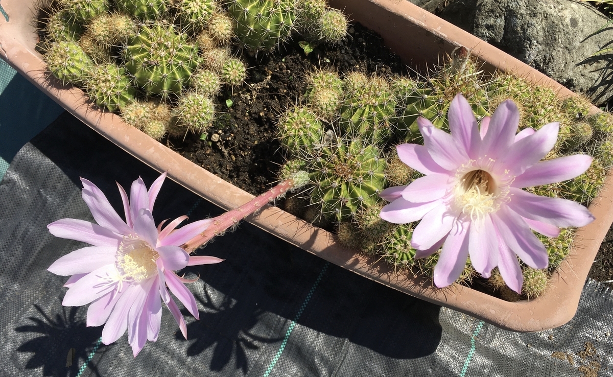 f:id:hatchtomakinoki:20210601193455j:plain