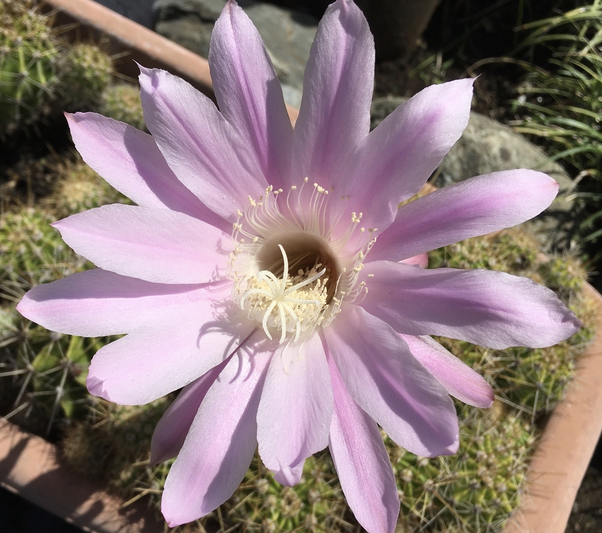 f:id:hatchtomakinoki:20210601193835j:plain