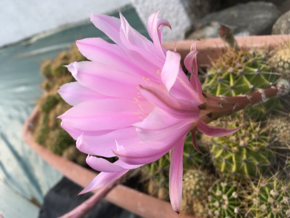 f:id:hatchtomakinoki:20210601194825j:plain