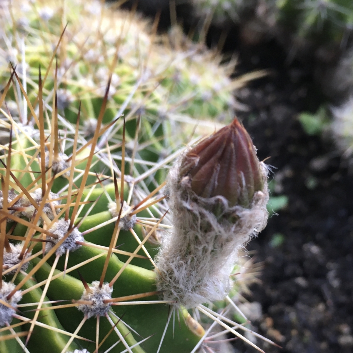 f:id:hatchtomakinoki:20210601194906j:plain