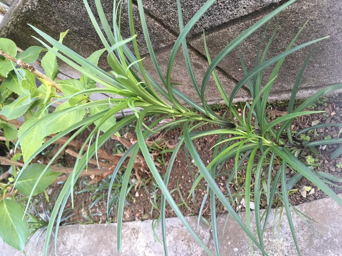 f:id:hatchtomakinoki:20210602200356j:plain