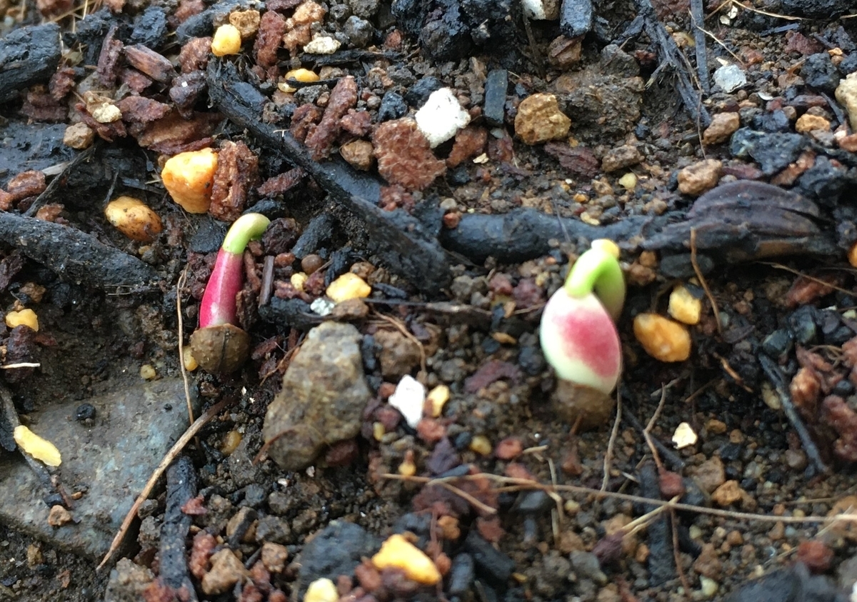 f:id:hatchtomakinoki:20210602201108j:plain