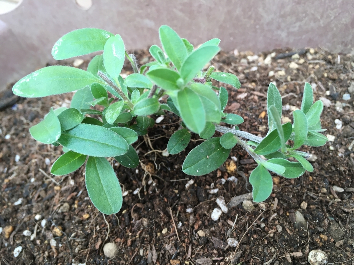 f:id:hatchtomakinoki:20210603201839j:plain