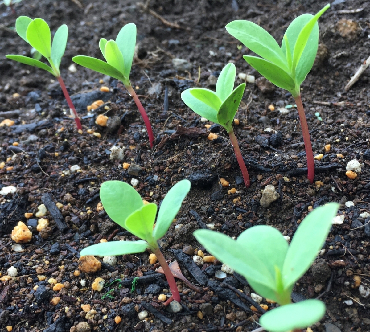 f:id:hatchtomakinoki:20210619195227j:plain