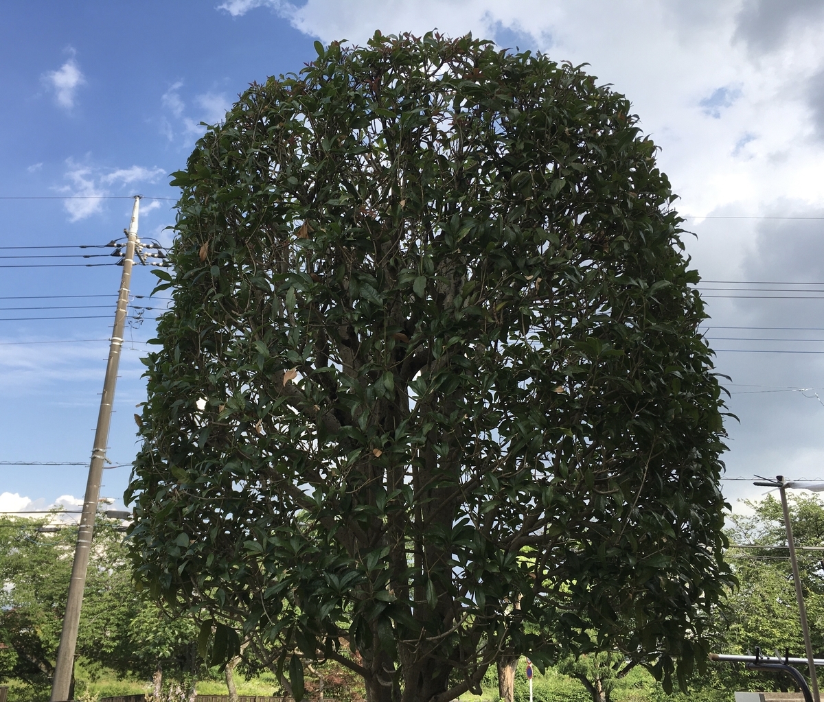 f:id:hatchtomakinoki:20210621195225j:plain