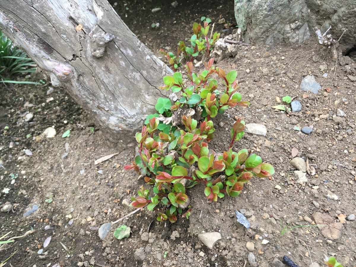 f:id:hatchtomakinoki:20210622190151j:plain