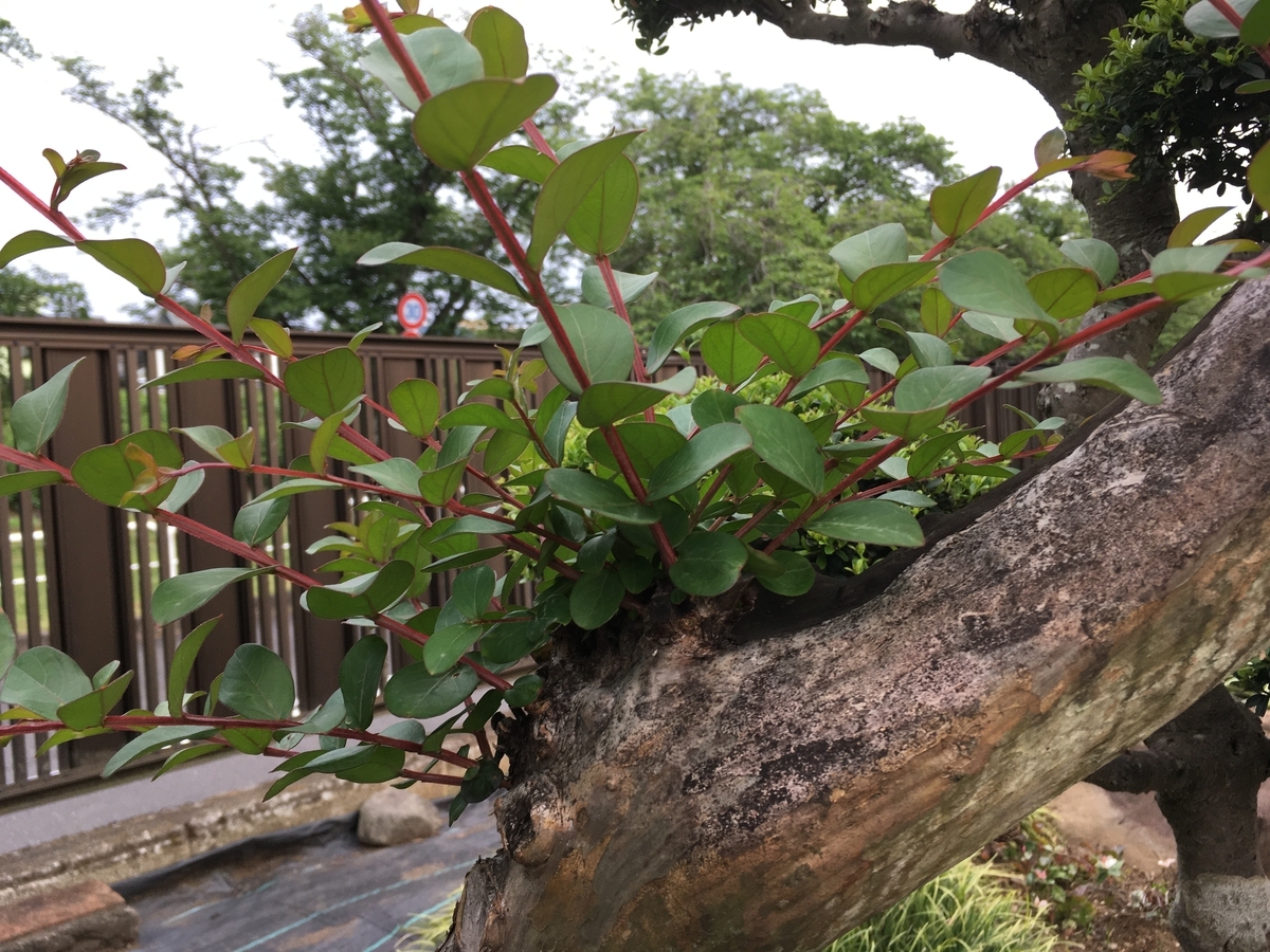 f:id:hatchtomakinoki:20210622190313j:plain