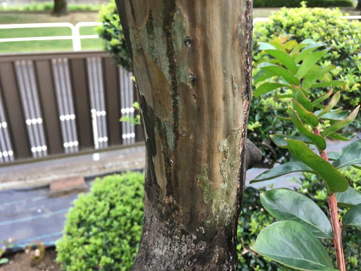 f:id:hatchtomakinoki:20210622190638j:plain