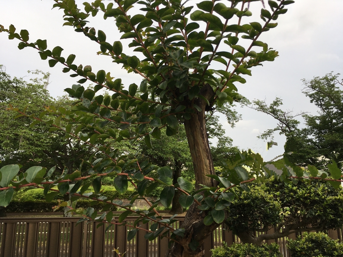 f:id:hatchtomakinoki:20210622202718j:plain