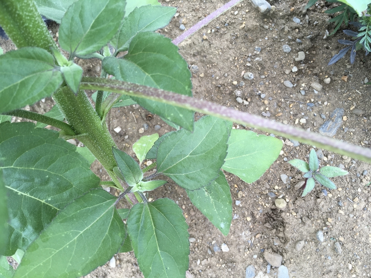 f:id:hatchtomakinoki:20210625203509j:plain