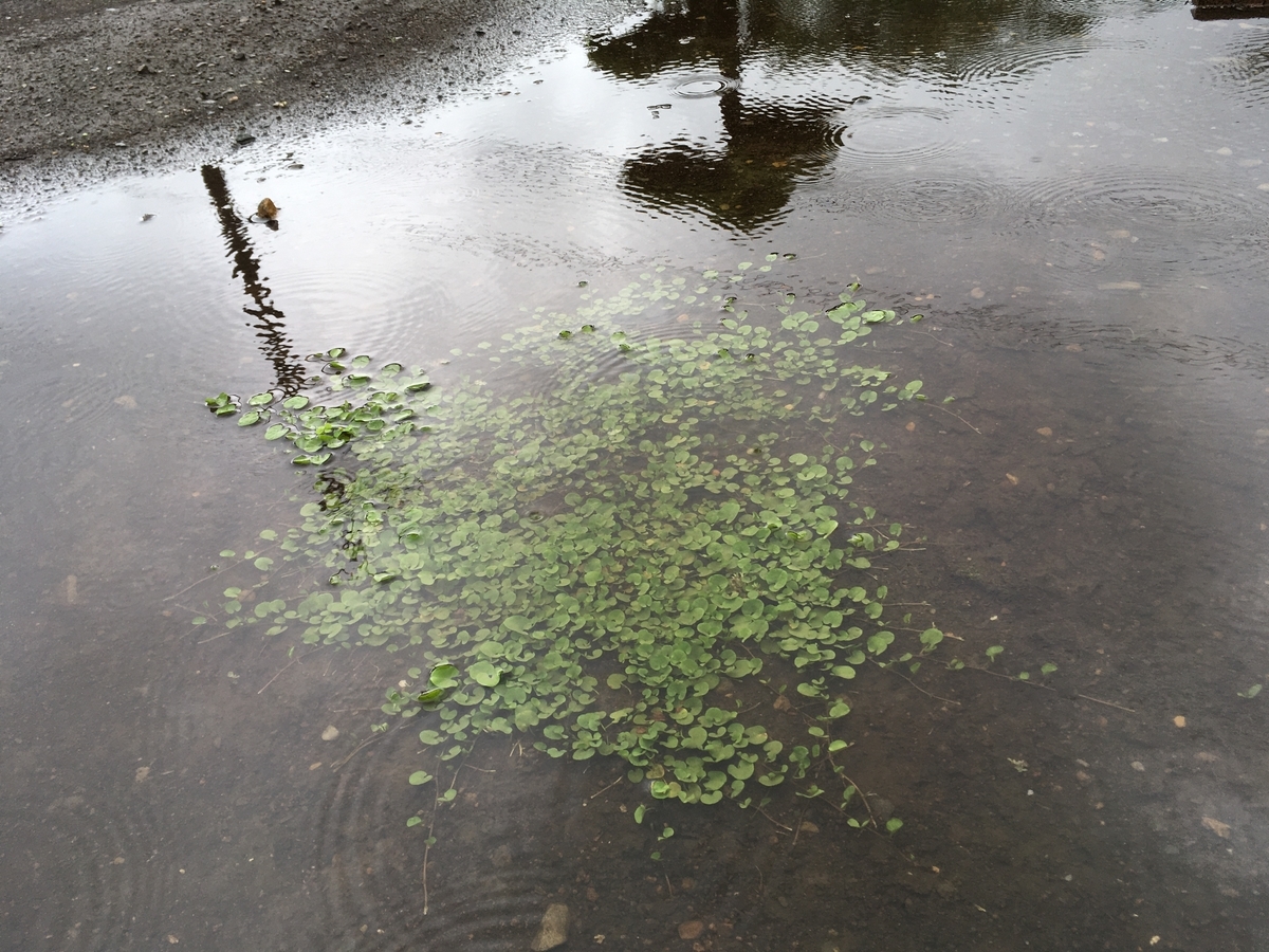 f:id:hatchtomakinoki:20210701191533j:plain