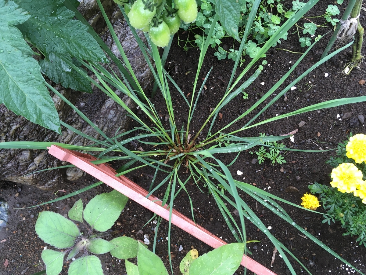 f:id:hatchtomakinoki:20210701191724j:plain