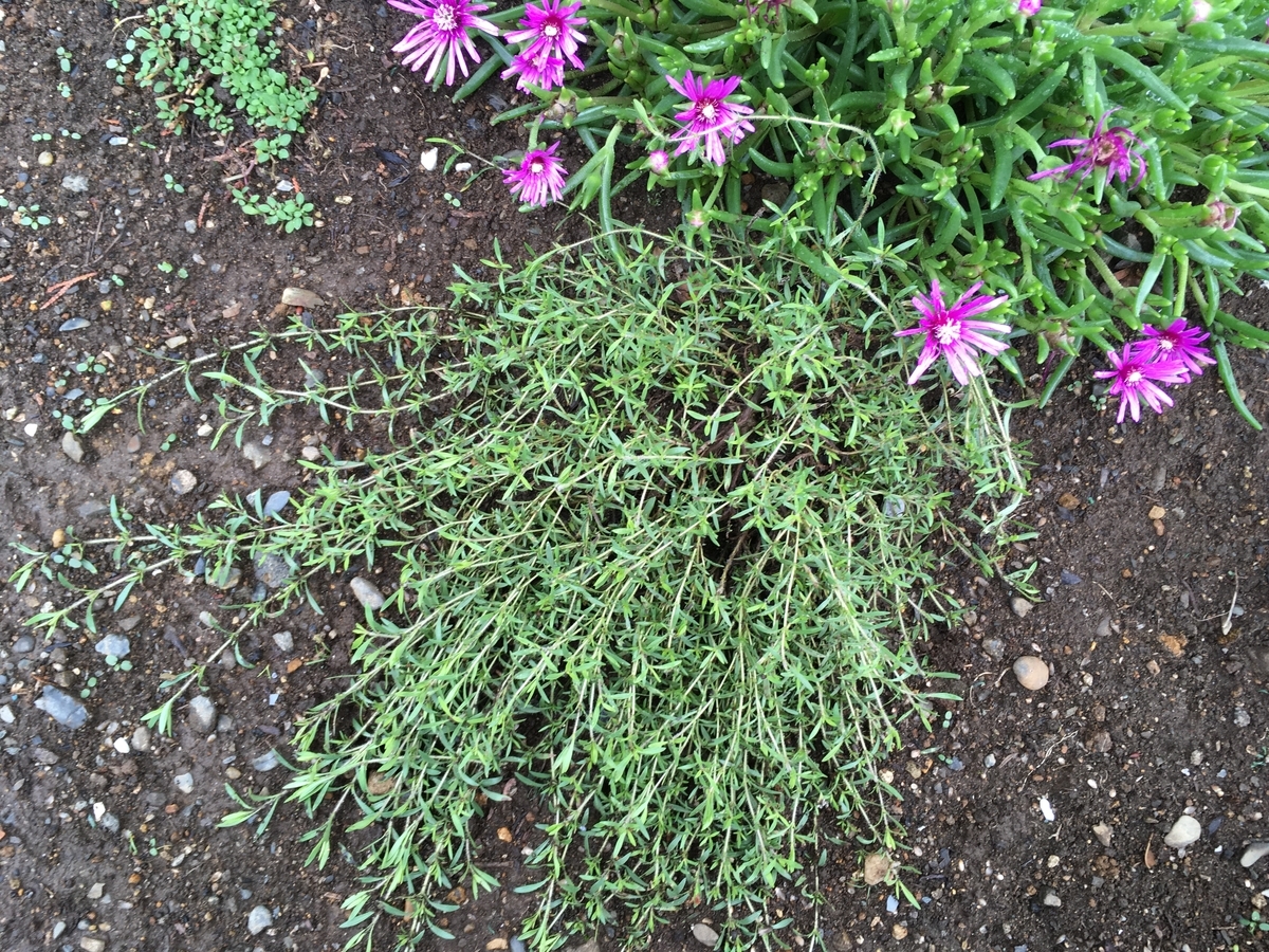 f:id:hatchtomakinoki:20210701192554j:plain