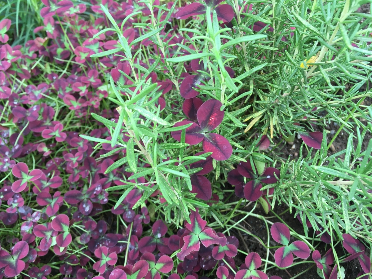 f:id:hatchtomakinoki:20210701192745j:plain