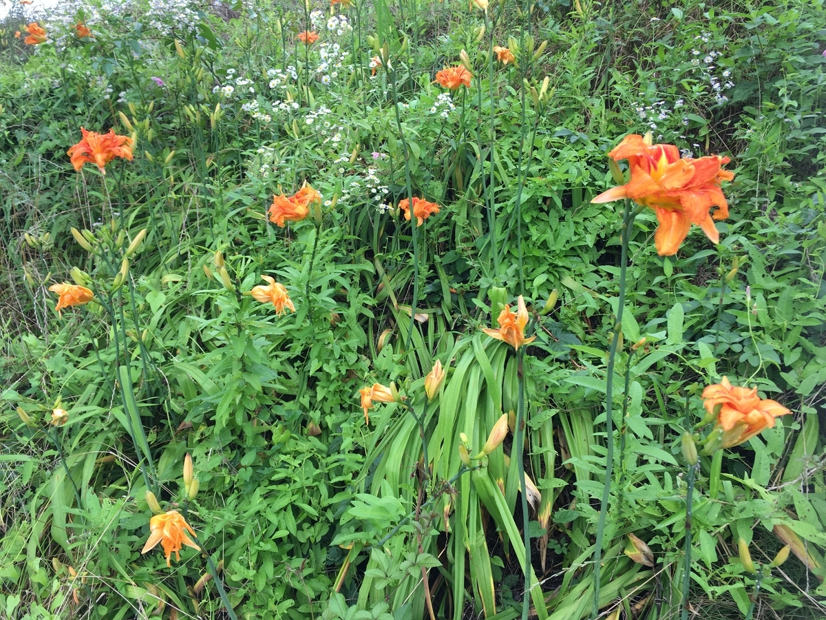 f:id:hatchtomakinoki:20210703195328j:plain