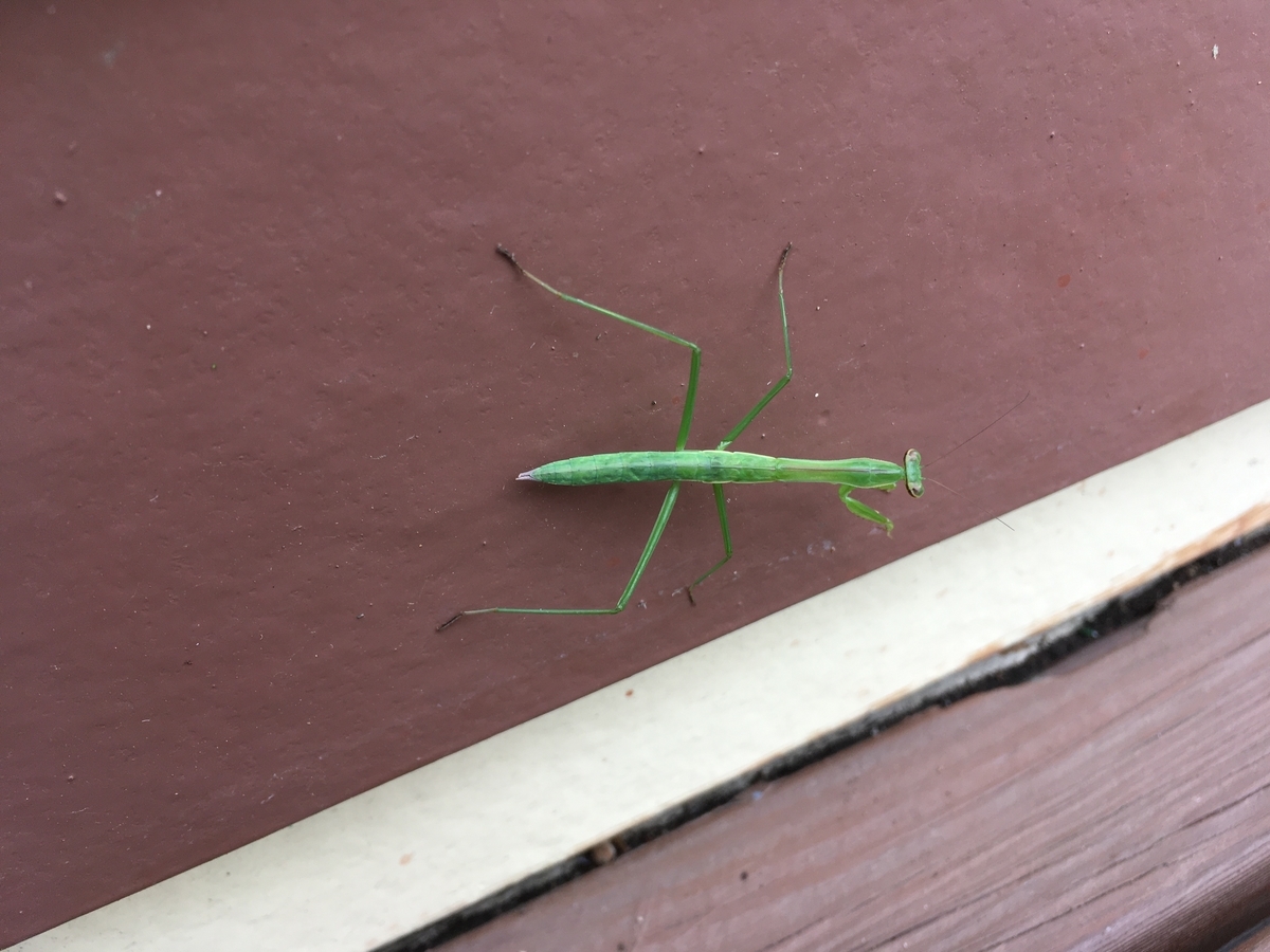 f:id:hatchtomakinoki:20210706190413j:plain