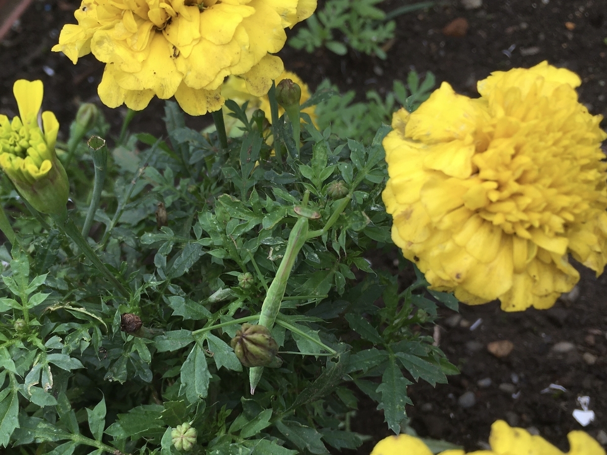 f:id:hatchtomakinoki:20210706190600j:plain