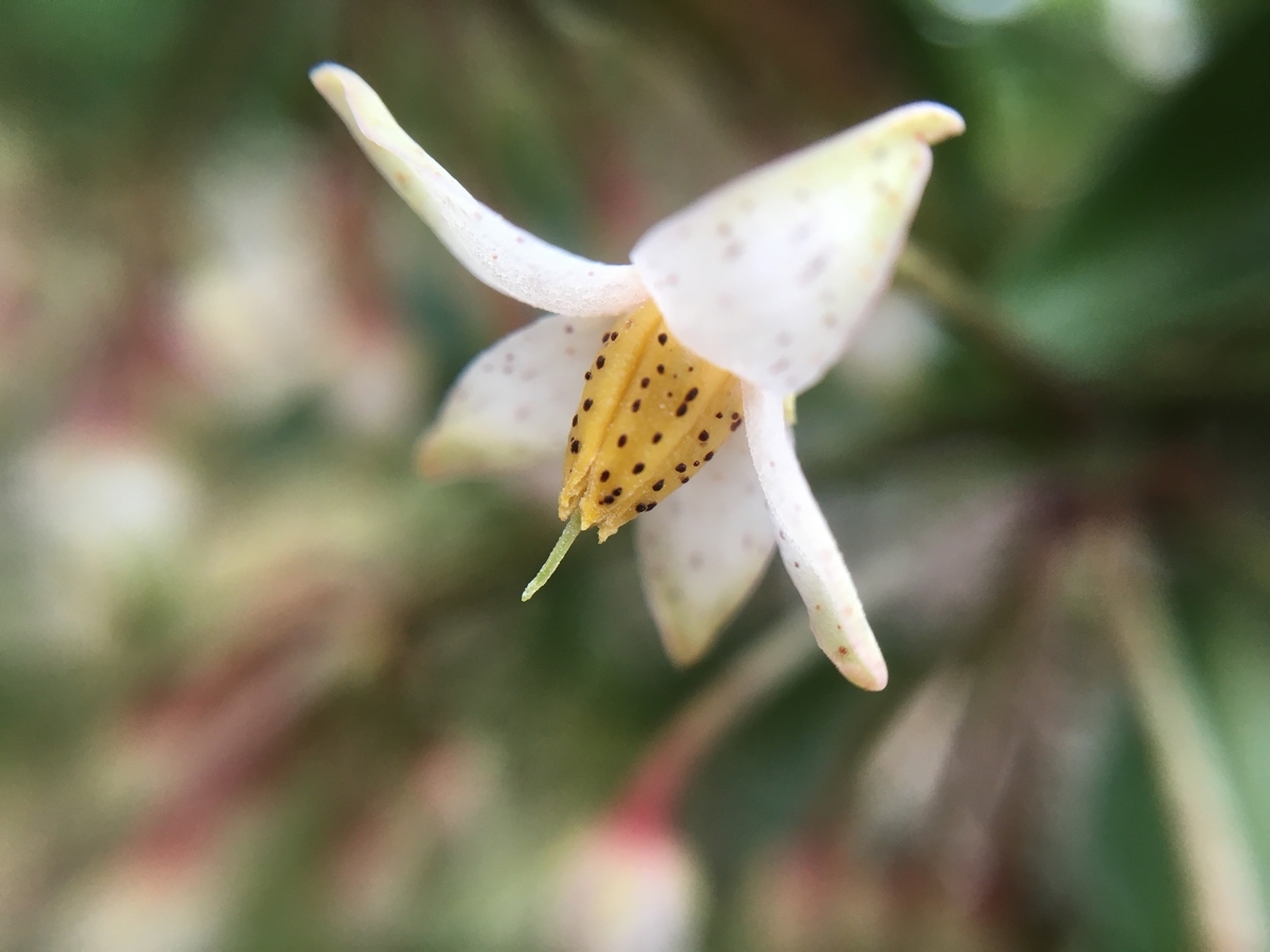 f:id:hatchtomakinoki:20210706191629j:plain